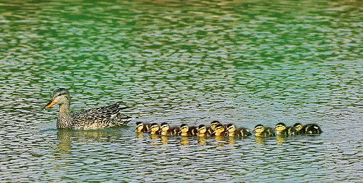 《宝可梦：朱＆紫》将发售零之秘宝DLC实体版